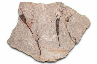 Eocrinoid (Ascocystites) Mortality Plate - Ordovician #376509