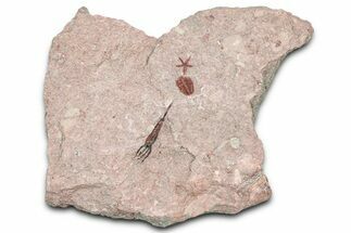 Ordovician Echinoderm Plate (Eocrinoids & Brittle Star) #376510