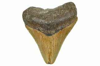Serrated, Juvenile Megalodon Tooth - North Carolina #376550