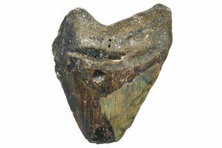 Partial, Fossil Megalodon Tooth - North Carolina #376556
