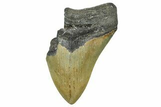 Partial, Fossil Megalodon Tooth - North Carolina #376557