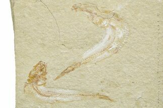Two Cretaceous Fossil Fish - Lebanon #376591