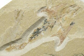Cretaceous Crusher Fish (Coccodus) - Hjoula, Lebanon #376592