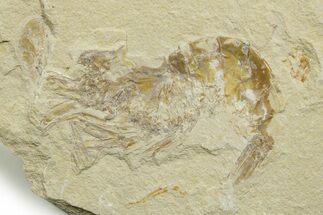 Cretaceous Fossil Shrimp - Lebanon #376605