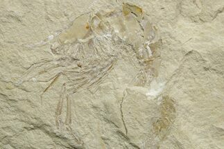 Cretaceous Fossil Shrimp - Lebanon #376609
