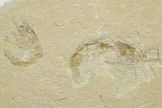 Two Cretaceous Fossil Shrimp - Lebanon #376613