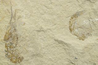 Fossil Shrimp For Sale