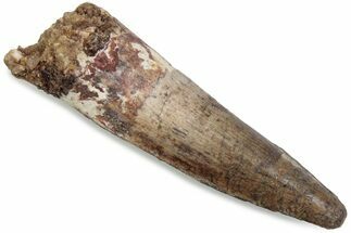 Fossil Spinosaurus Tooth - Real Dinosaur Tooth #376380