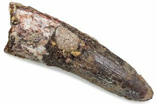 Fossil Spinosaurus Tooth - Real Dinosaur Tooth #376383