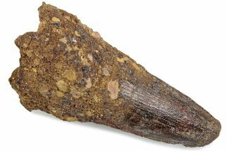 Fossil Spinosaurus Tooth - Feeding Worn Tip #376388