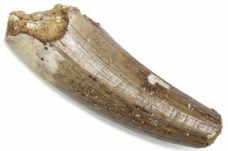 Fossil Spinosaurus Tooth - Feeding Worn Tip #376410