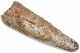 Bargain, Fossil Spinosaurus Tooth - Real Dinosaur Tooth #376415