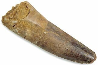 Fossil Spinosaurus Tooth - Feeding Worn Tip #376419