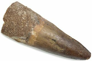 Bargain, Fossil Spinosaurus Tooth - Real Dinosaur Tooth #376421