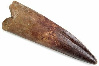 Fossil Spinosaurus Tooth - Real Dinosaur Tooth #376424