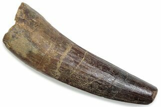 Fossil Spinosaurus Tooth - Real Dinosaur Tooth #376427