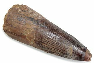 Fossil Spinosaurus Tooth - Real Dinosaur Tooth #376439
