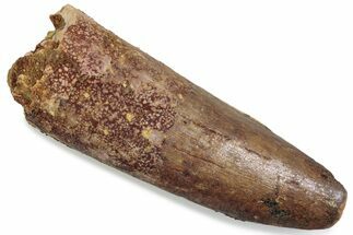 Fossil Spinosaurus Tooth - Real Dinosaur Tooth #376569