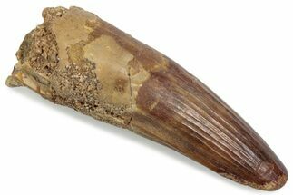 Fossil Spinosaurus Tooth - Real Dinosaur Tooth #376573