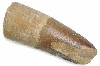 Fossil Spinosaurus Tooth - Feeding Worn Tip #376576