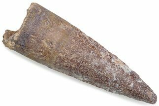 Fossil Spinosaurus Tooth - Real Dinosaur Tooth #376581