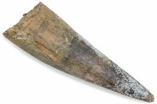 Fossil Spinosaurus Tooth - Real Dinosaur Tooth #376584