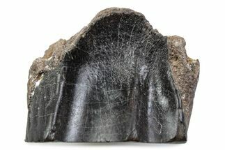 Fossil Triceratops Shed Tooth - Wyoming #376733