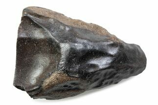 Fossil Triceratops Shed Tooth - Wyoming #376782
