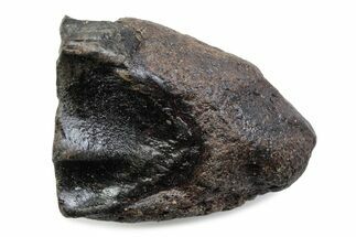 Fossil Triceratops Shed Tooth - Wyoming #376783