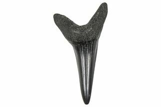 Fossil White Shark Tooth - South Carolina #376003