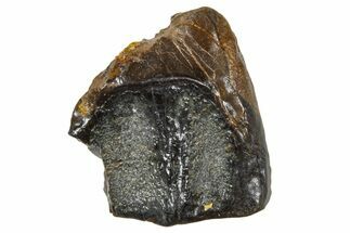 Fossil Triceratops Shed Tooth - Wyoming #376623