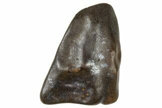 Fossil Triceratops Shed Tooth - Wyoming #376633