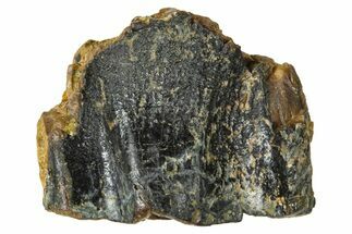 Fossil Triceratops Shed Tooth - Wyoming #376650
