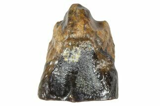 Fossil Triceratops Shed Tooth - Wyoming #376866