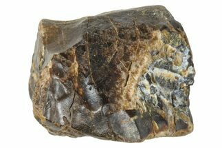 Fossil Triceratops Shed Tooth - Montana #376869