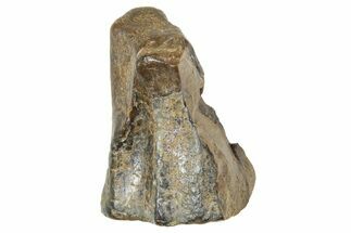 Fossil Triceratops Shed Tooth - Montana #376872