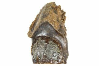 Fossil Triceratops Shed Tooth - Wyoming #376887