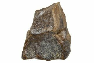 Fossil Triceratops Shed Tooth - Wyoming #376892