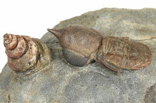 Trilobite Fossils For Sale