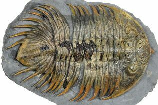 Premium Specimens For Sale