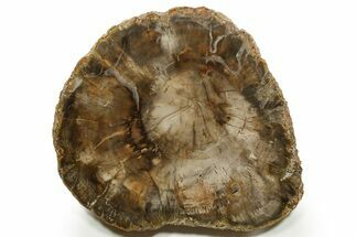 Polished Petrified Wood (Araucaria) Round - Madagascar #376821