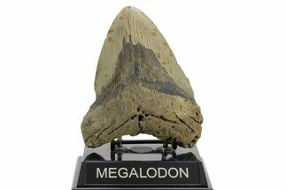 Bargain, Fossil Megalodon Tooth - North Carolina #376907