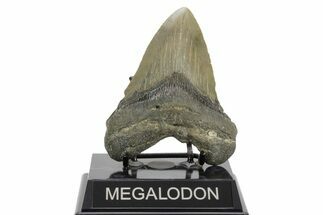 Serrated, Fossil Megalodon Tooth - North Carolina #376921