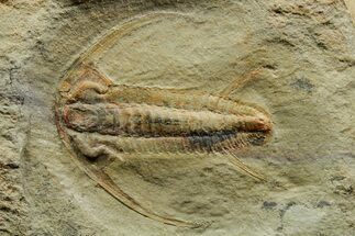 Early Cambrian Trilobite (Perrector) - Tazemmourt, Morocco #376931