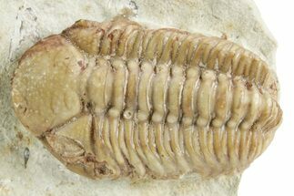 Kainops Trilobite - Black Cat Mountain, Oklahoma #376946