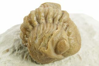 Enrolled Kainops Trilobite - Black Cat Mountain, Oklahoma #376951
