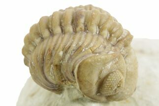 Enrolled Kainops Trilobite - Black Cat Mountain, Oklahoma #376952