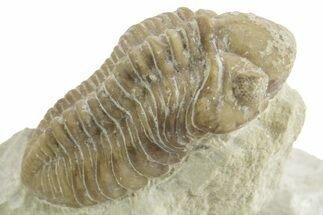 Kainops Trilobite - Black Cat Mountain, Oklahoma #376955