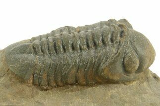 Detailed Reedops Trilobite - Atchana, Morocco #376974