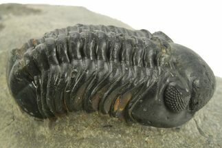 Detailed Reedops Trilobite - Atchana, Morocco #376977